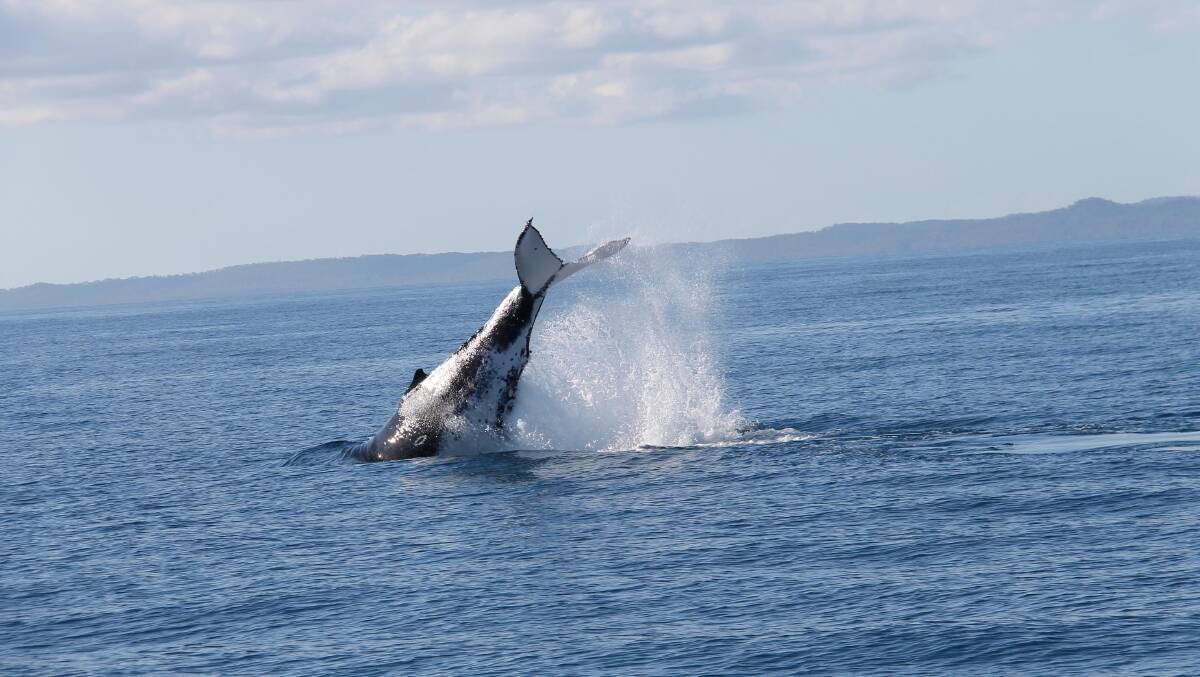  Whale watching with Tasman Venture … plenty to keep the troops happy.