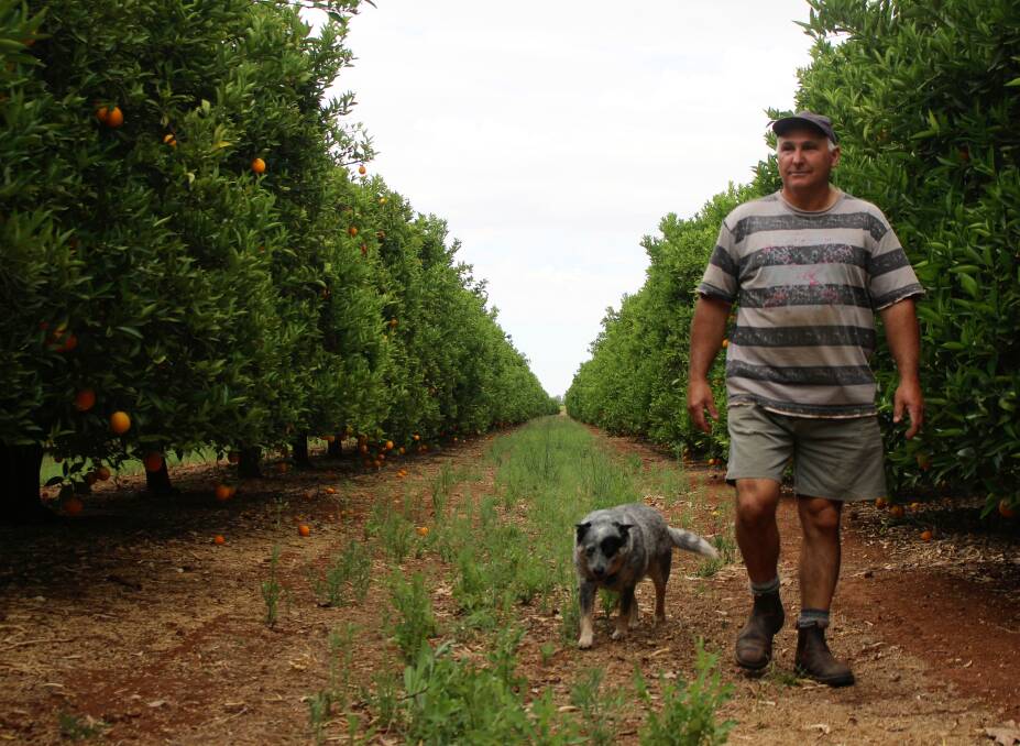 RELIEF: Louis Sartor, pictured in his orchard at his Hanwood home, says he was relieved the tax would be cut to 15 per cent. Photo: Hannah Higgins