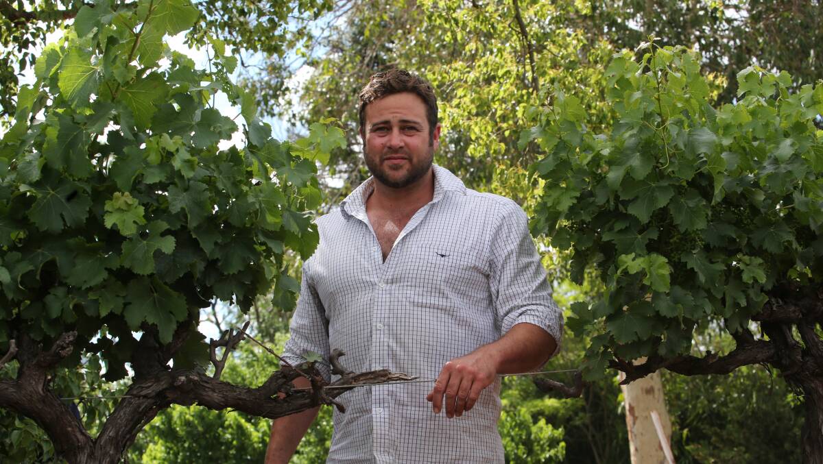 LUCKY: Kirsten says he was extremely lucky to have avoided any serious damage to his vines after a recent freak hail storm the hit the outskirts of Griffith. PHOTO: Anthony Stipo.