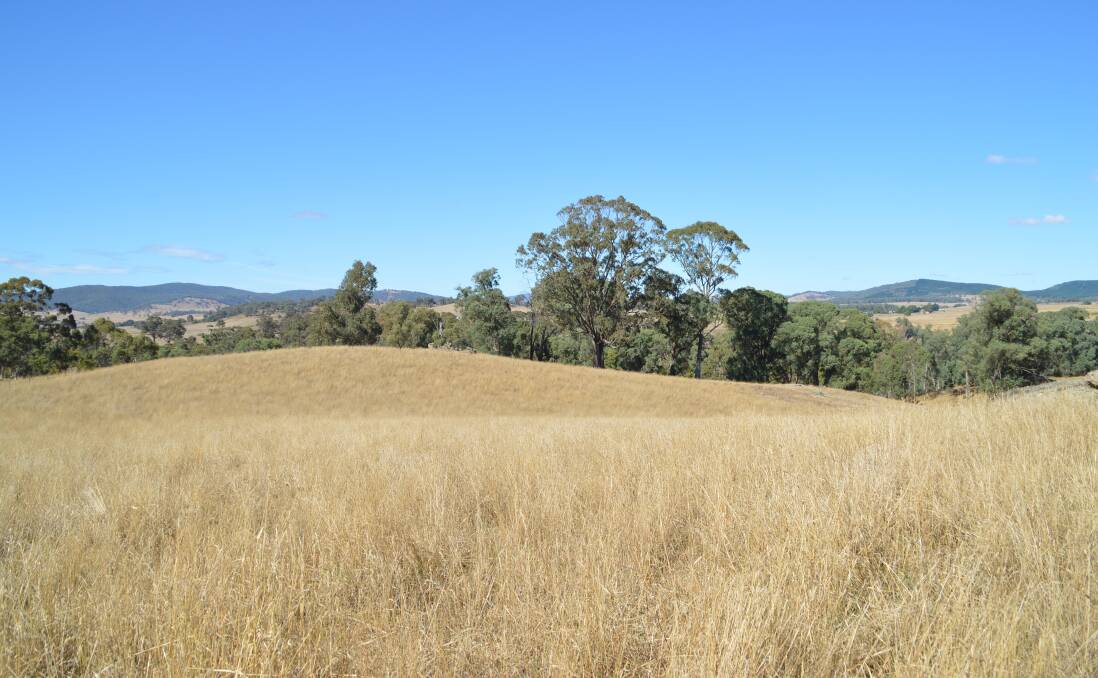 THE open grazing country has pastures of phalaris, rye grass and clovers, while timbered hill and creek paddocks have native grasses and provide stock shelter.
