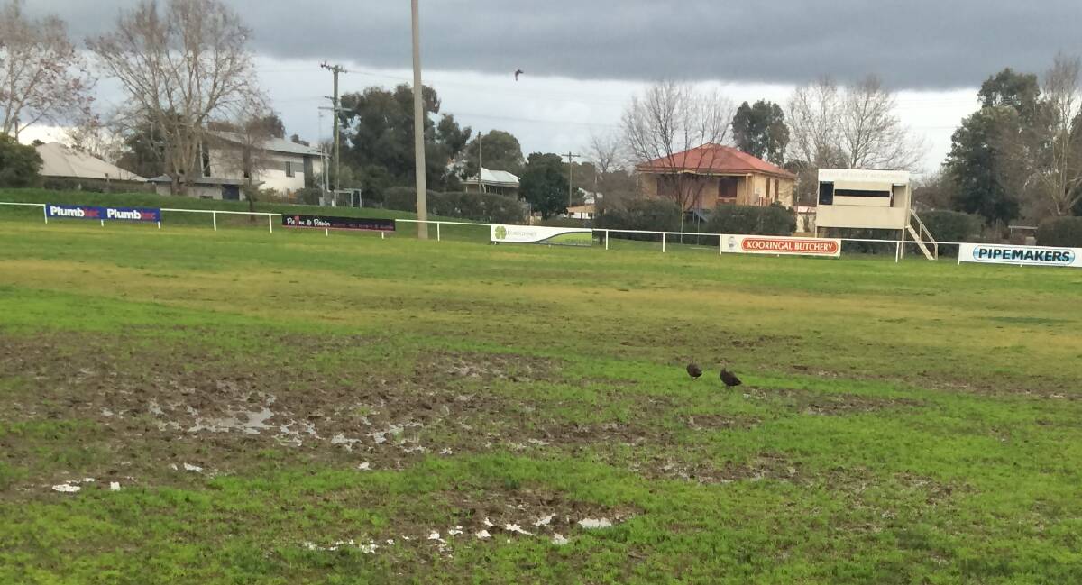 WET FEATHER FOOTY: A pair of ducks make themselves at home on a sodden McPherson Oval on Friday, ahead of North Wagga's game against Marrar. 
