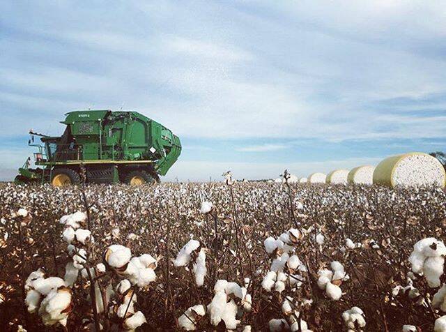 ONLINE SNAP: regiongal_au posted this picture online saying; You can pick 'em || Cotton picking in full swing! #regram @james_k_1988. Picture: Contributed
