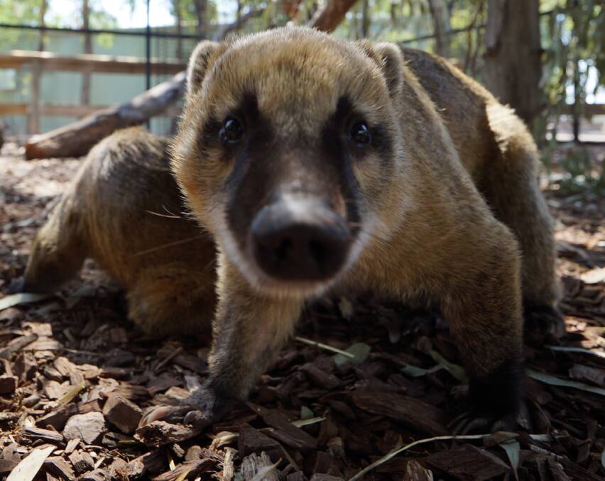 CUTE AS: One of the South American coati that will no doubt excite zoo-goers in the coming weeks, months and years. Picture: Supplied.