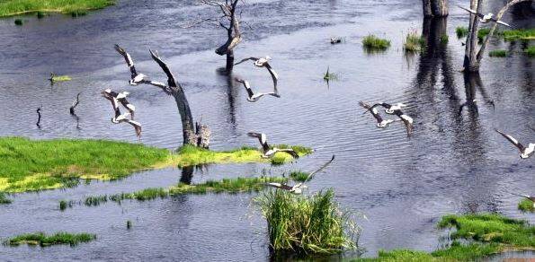 Waterbirds breeding at Macquarie Marshes.  Photo: Dean Lewins