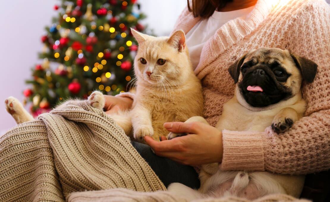 ADVICE FOR PET PARENTS: Keep your furry friends safe and healthy this festive season by taking precautions with food, hot weather and road travel so you can have a paw-fect, stress-free Christmas. Picture: Shutterstock