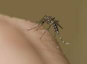 The virus is mosquito-borne. Picture: FILE