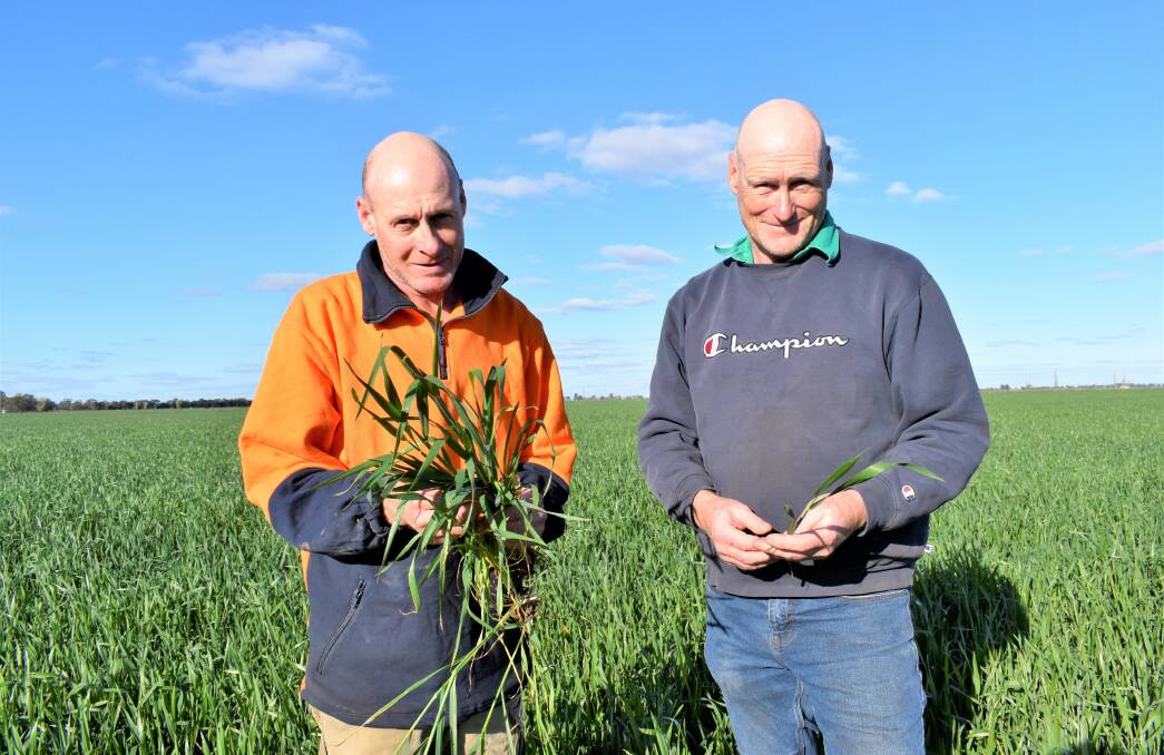 FAMILY BUSINESS: Coleambally brothers Shane Mannes and Damian Mannes were given kudos for maintaining high rice yields during a tough season. PHOTO: Kenji Sato