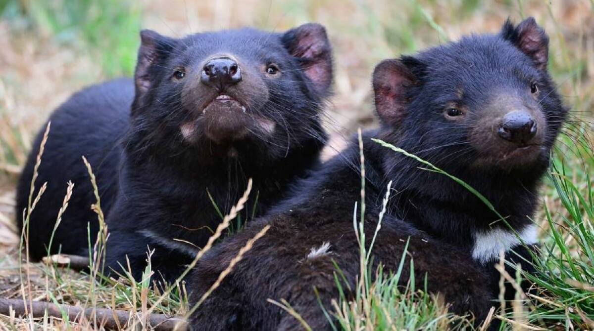 IMMUNOLOGY: Researchers at UTAS have found a new system to assess the immune system of Tasmanian Devils. 