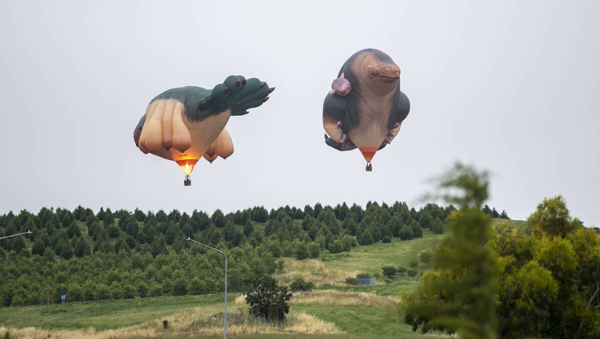 Into the skies and under the radar - Skywhale and Skywhalepapa take a test flight before heading on tour. Picture: Keegan Carroll