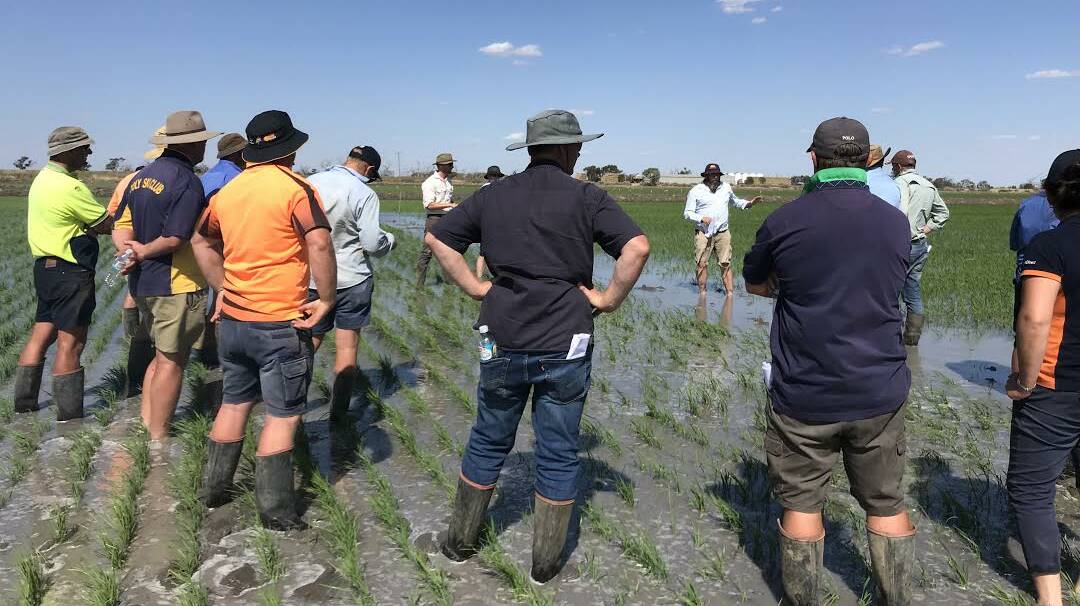 MIA growers: attend a walk on water at Ian Payne's farm in 2017. Picture: Rice Extension 