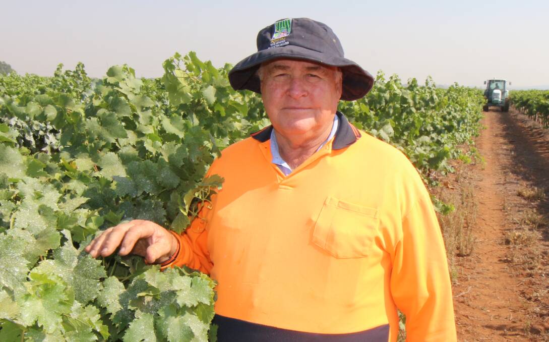 PROTECTION: Grape Grower Bruno Brombal has already started putting sunscreen on three of his grape varieties to combat the predicted heat, weeks ahead of the planned schedule based off last year. PHOTO: Jacinta Dickins
