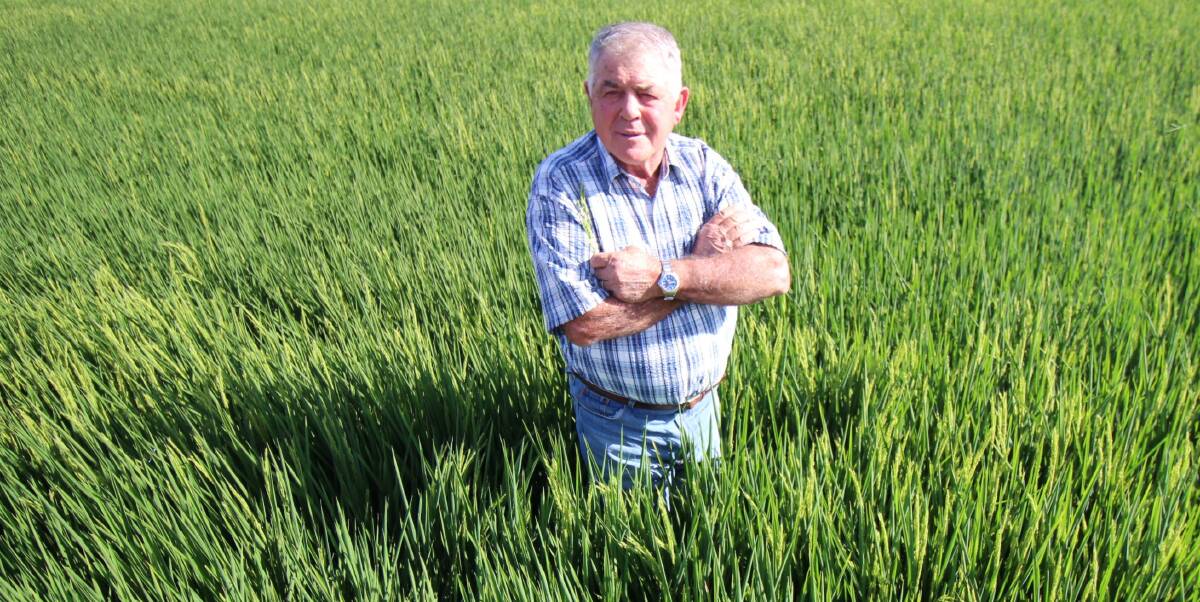 HEELS DUG IN: Rice grower John Bonetti is determined to finish his rice crop, despite the multitude of challenges with water. Picture: Jacinta Dickins