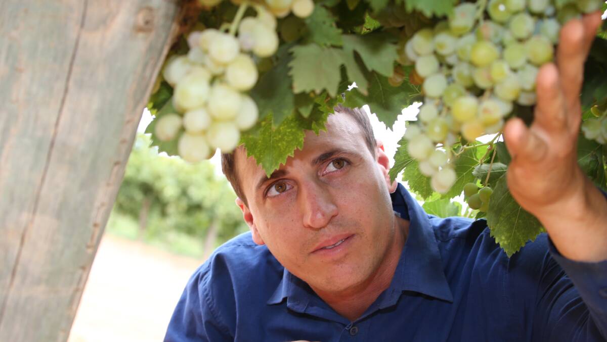 CRAZY: Nericon wine grape grower Bruno Altin was outraged to hear the commissioner say very little to no impacts of water buybacks had been felt in regional and rural communities. Picture: Anthony Stipo 