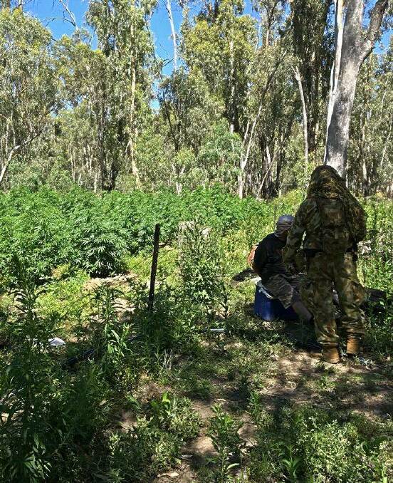 The pot thickens: Two men front court after 300 cannabis plants seized