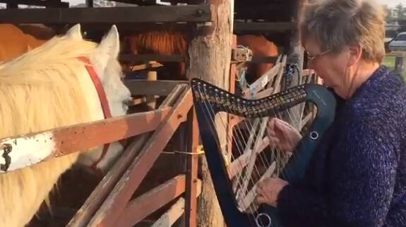 Keep calm: Oscar the horse gives harpist Carol Booth some side-eye love.