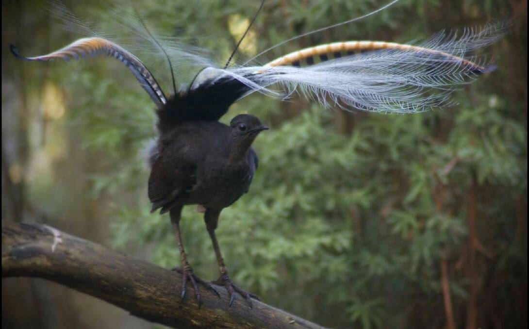 
CLOSE UP: Above and below: Using hidden cameras University of Wollongong researchers have been able to take us inside the fascinating world of Superb Lyrebird. Image Supplied
