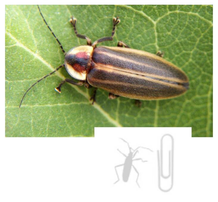 BEETLE: A close up of a firefly and how they compare to the size of a small paperclip.
