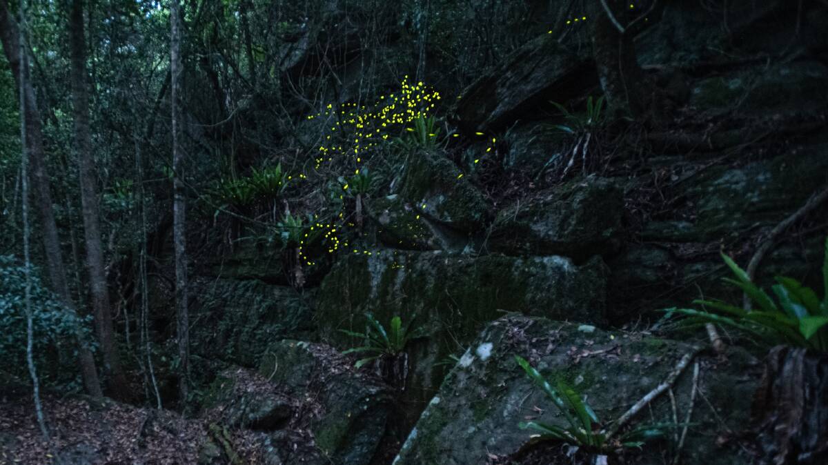 INCREDIBLE: North Nowra photographer Matt Jeffrey has described capturing fireflies as an amazing experience.