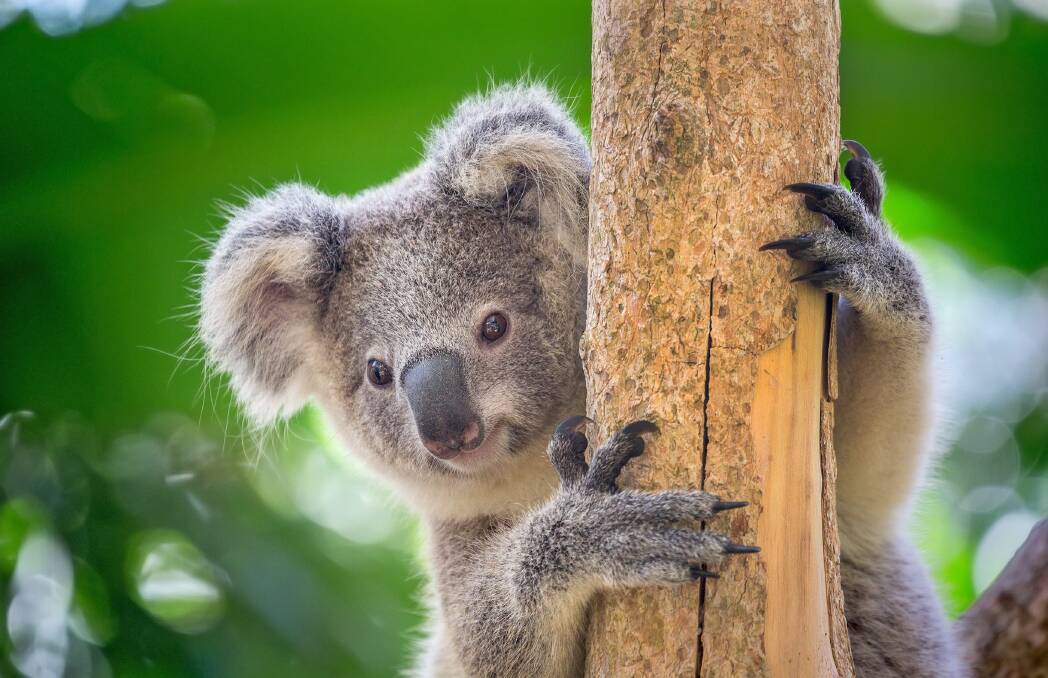 COUNT ME IN: The annual Koala Count is on again this Sunday from 10am at the Narrandera Flora and Fauna Reserve. Contact 6959 5545.