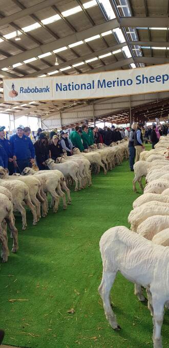 IMPRESSIVE: Coleambally Central School Stage 6 Agriculture students participate in the School Merino Challenge. Pictures: Contributed