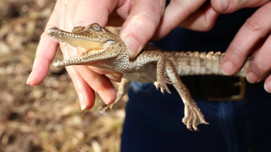 Mount Isa police have charged a Townview woman after a freshwater crocodile and a native bird were allegedly found during a search of her home.