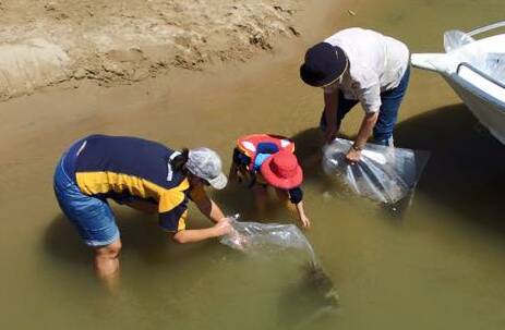 GIVING BACK: Releasing some fingerlings back into the water. Picture: Supplied.