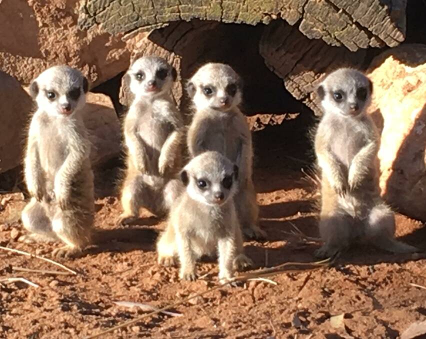 CUTE AS: Five of the six meerkat pups born this week at Altina Wildlife Park. It is believed to be one of the biggest litters ever born in Australia. 