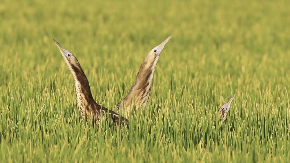 SPOTTED: Three rice bitterns in a rice crop. Photo: Contributed 