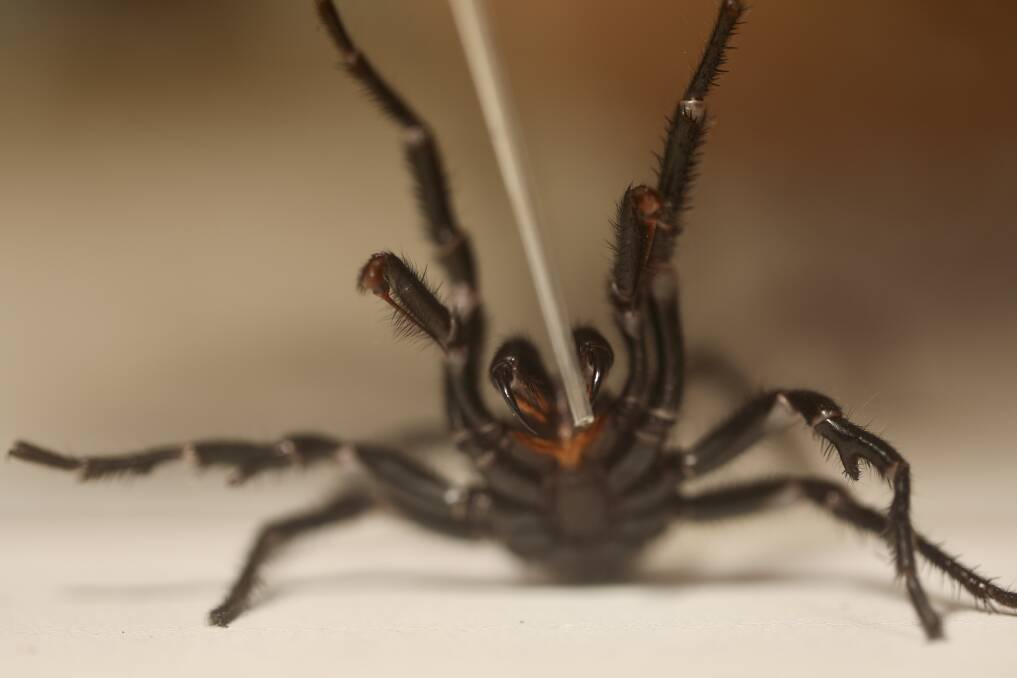 JAWS OF DEATH: Keepers are reporting a shortfall in funnel web spiders available to be milked for their venom. Picture: Australian Reptile Park