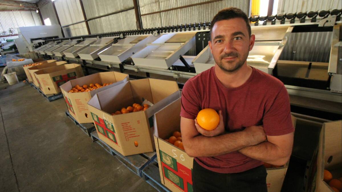 Griffith Citrus Growers chair Vito Mancini said the ongoing labour shortage has been devastating for the citrus industry. PHOTO: Jacinta Dickins