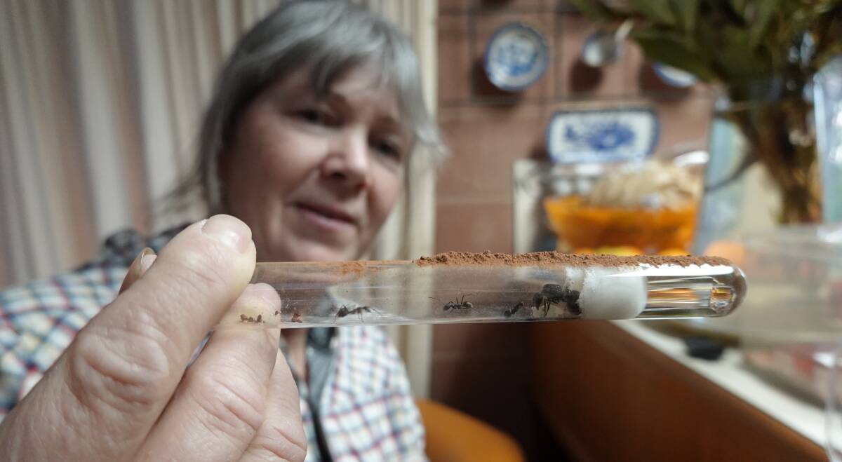 QUEEN: Susie Gardiner with one of the 11 ant colonies she keeps in her home. The ants will be transported to a bigger container further down the line. PHOTO: Monty Jacka