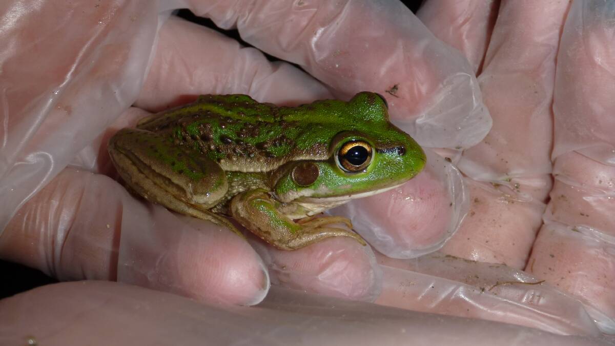 ENDANGERED: The protection of the Southern Bell Frog is central to a new partnership between the state government and local landholders. PHOTO: Supplied