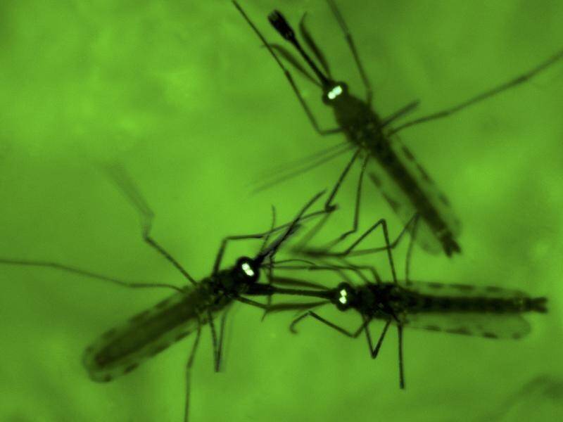 The drug-resistant malaria strain are becoming more dominant in Vietnam, Laos and northern Thailand.