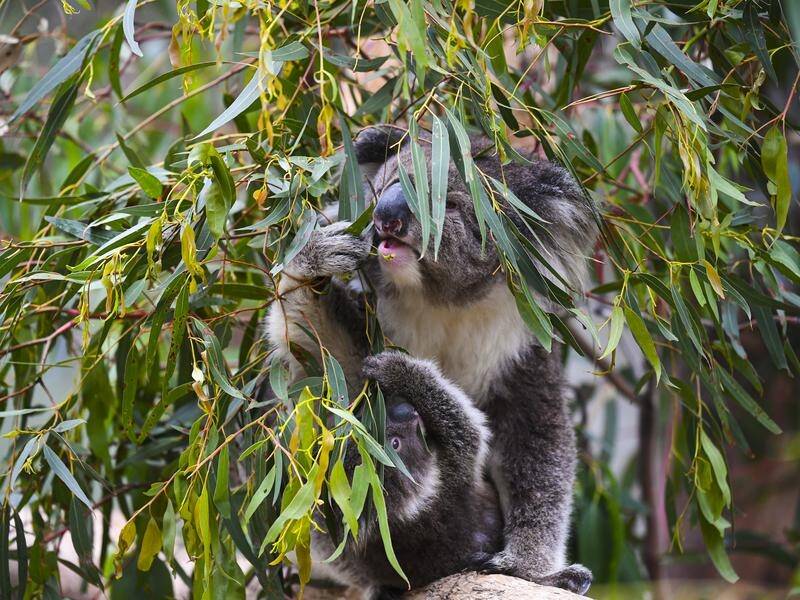 Australian Koala Foundation wants a 2500-km corridor to help koalas traverse through the bush.