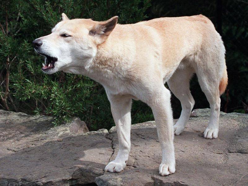Recent dingo attacks on Fraser Island prompted an urgent review.