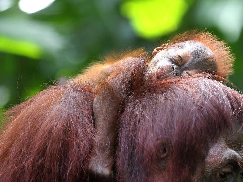 10 Orangutans in captivity have been reintroduced to wild habitat in Borneo.