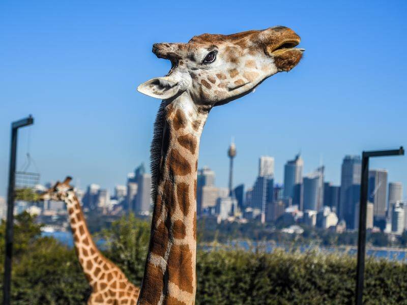 The giraffes at Sydney's Taronga Zoo will temporarily lose their harbour view during renovations.