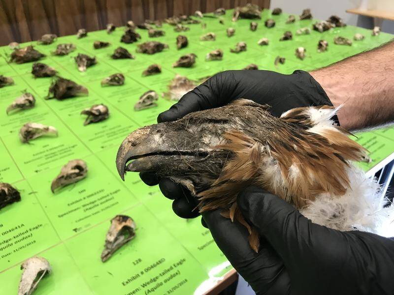 Victorian farmers are being urged not to kill eagles illegally if they're threatening livestock.