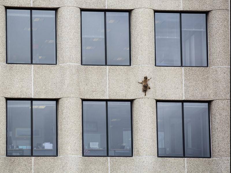 A raccoon that climbed an office building in the US and became an online sensation has been caught.